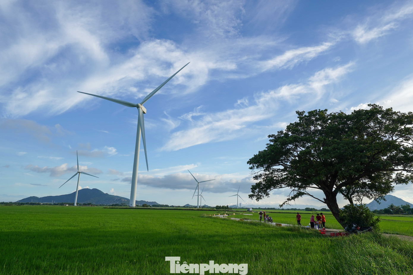 Gần khu vực này còn có điểm check-in quen thuộc của du khách là “cây cô đơn” – cây xanh đứng tách biệt giữa cánh đồng, phía sau là hàng loạt turbine gió trải dài đến tận chân trời.