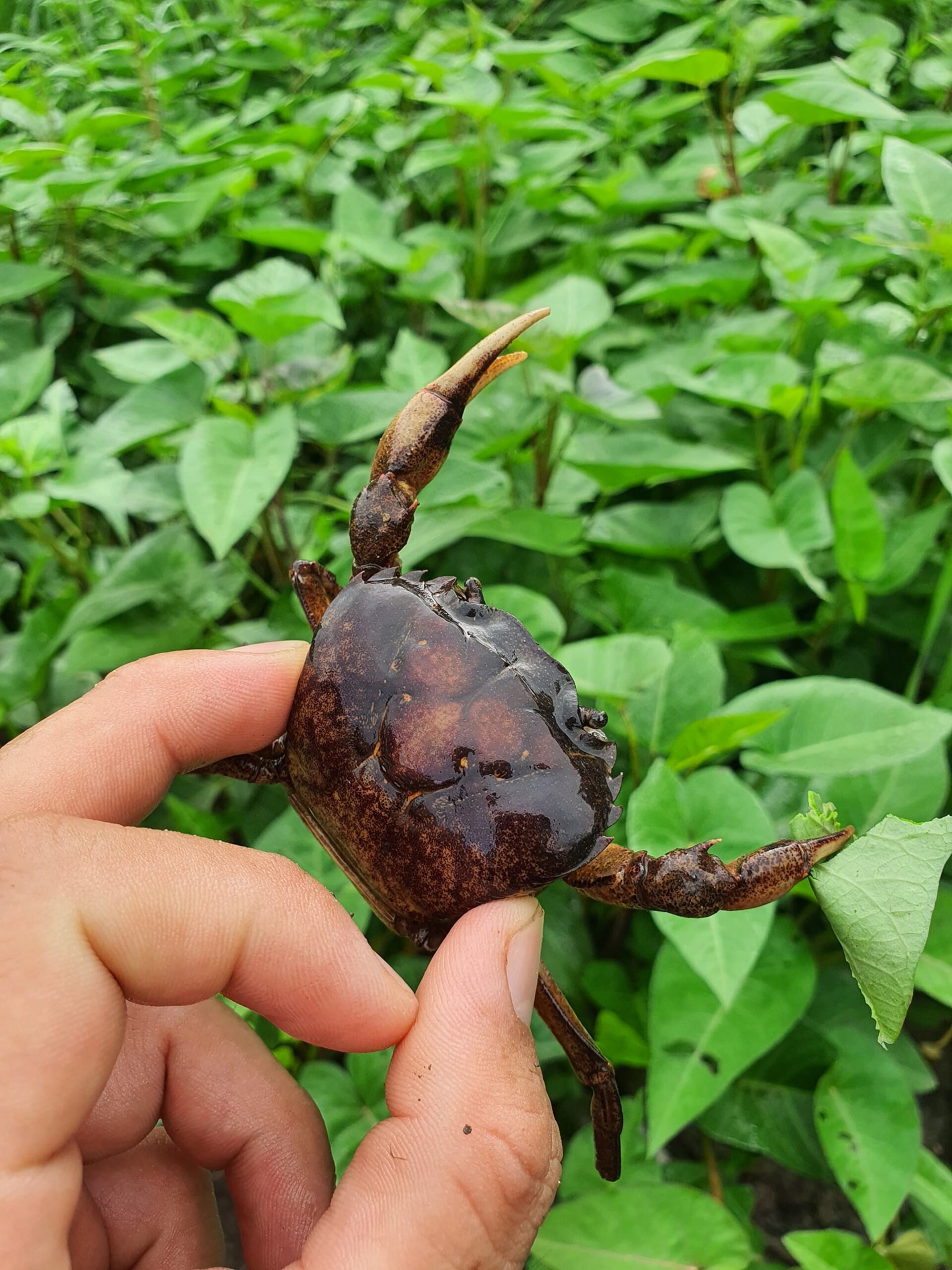 Bên trái là ba khía, bên phải là cua đồng. Ảnh: Đỗ Suốt Anh