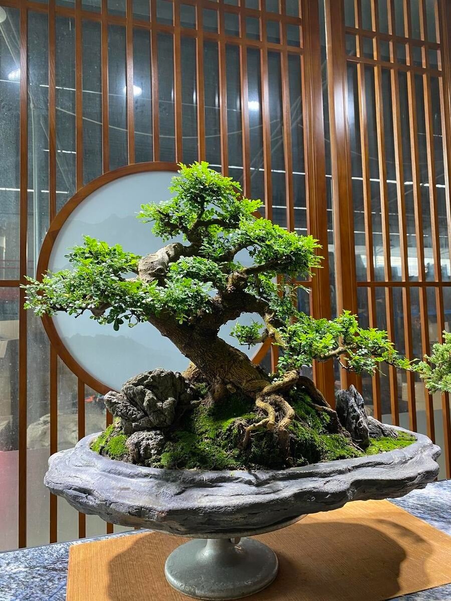 Cây cảnh này không chỉ trang trí nhà cửa mà còn tỏa hương thơm tự nhiên