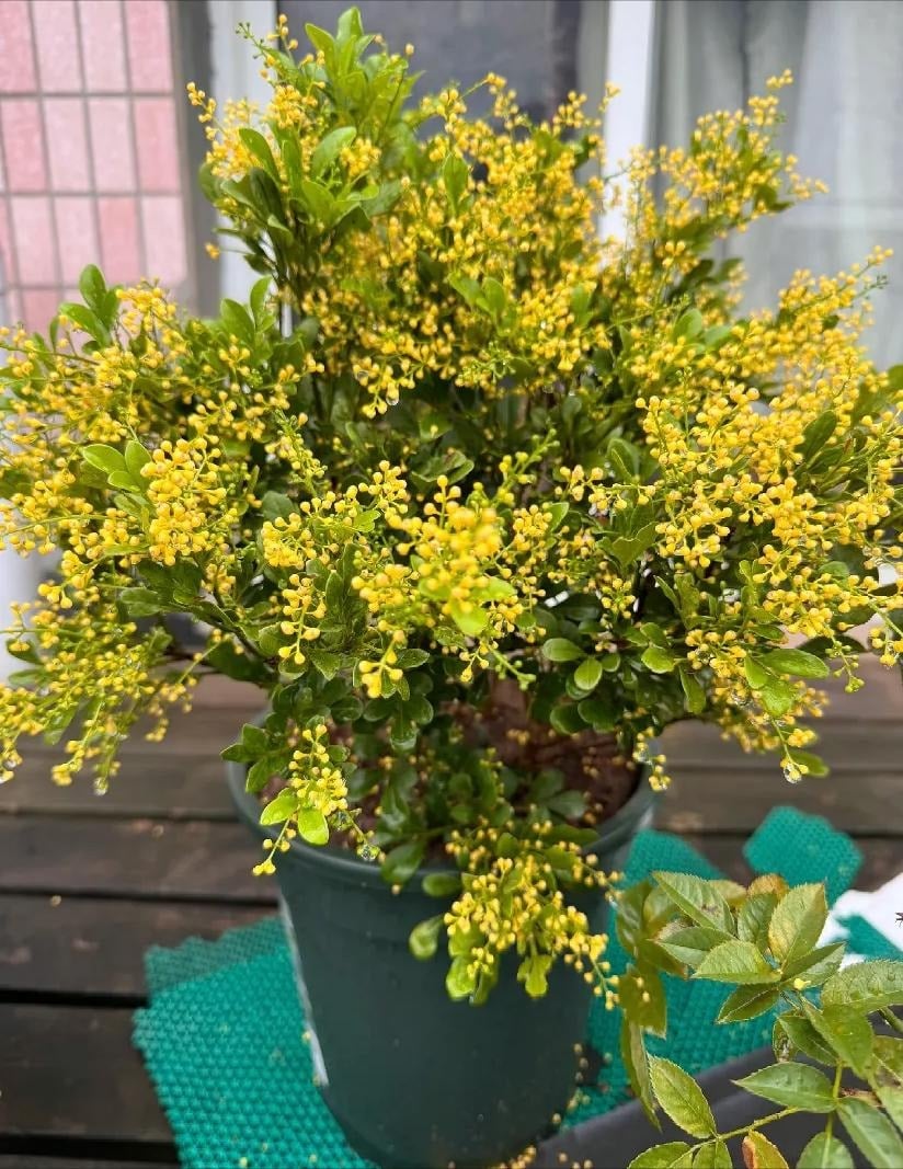 Khi cây cảnh trưởng thành và phát triển thành một cây lớn, giá trị của nó sẽ tăng dần.