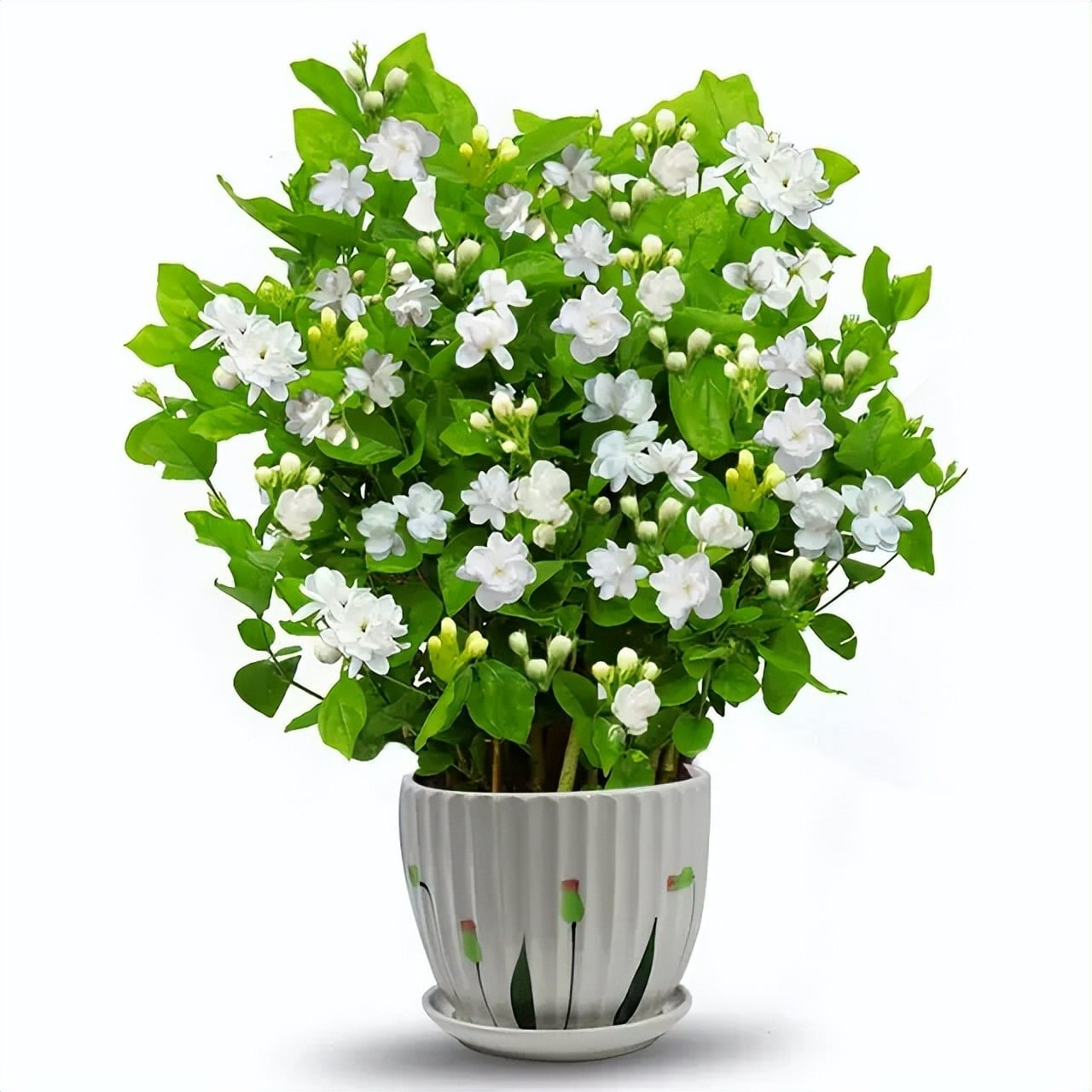 Hương thơm của cây cảnh này mang đến một cảm giác bình yên sâu lắng.