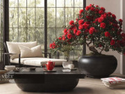 Nhà đẹp - 5 cây cảnh giá rẻ, hương thơm kéo dài nhiều thập kỷ, càng già càng có giá, thu hút may mắn, mang lại tài lộc