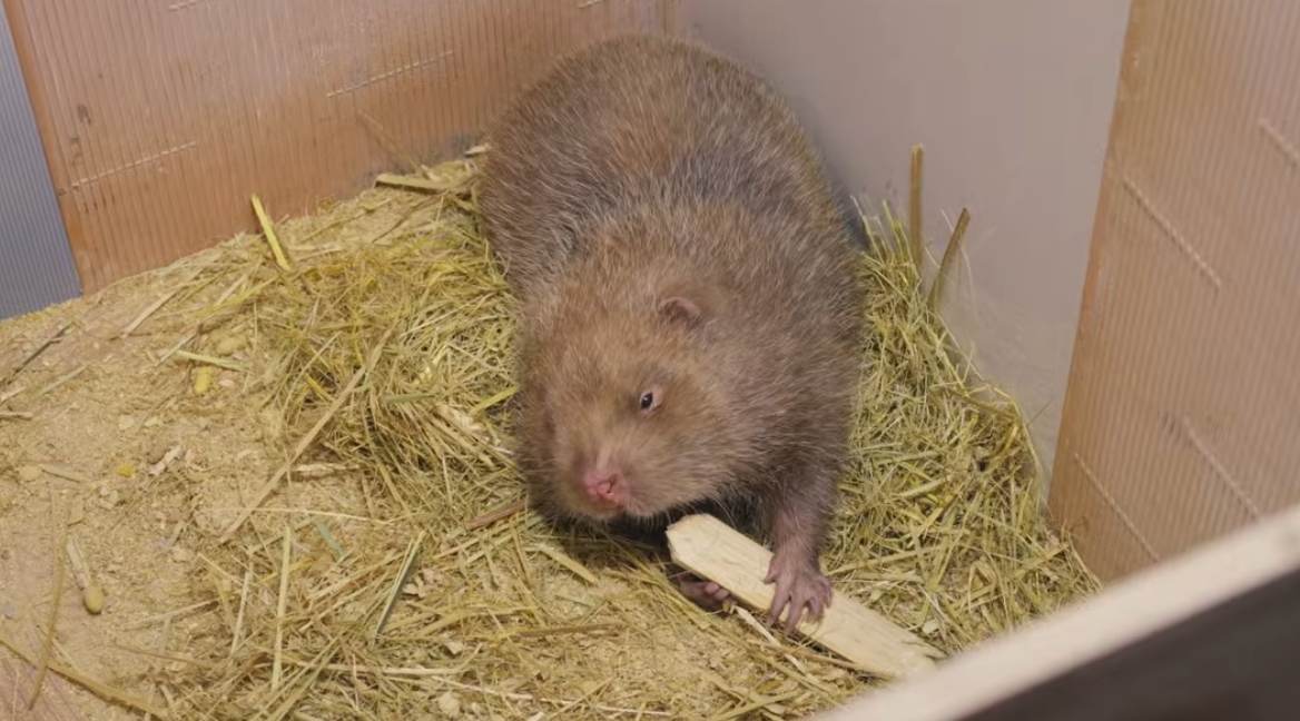 Dúi là động vật dễ nuôi và có giá trị kinh tế cao. Thịt của chúng được đánh giá là thơm, ngon