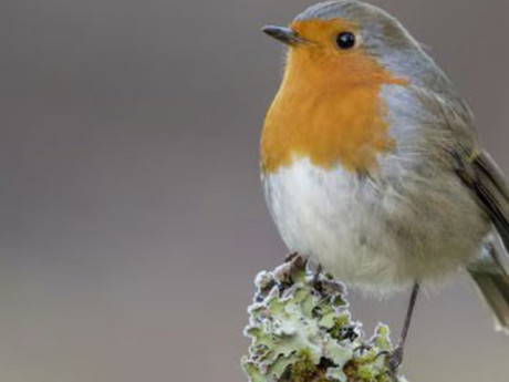 3 ngày sinh Âm lịch "nở muộn nhưng rực rỡ", hậu vận phú quý khó ai bì