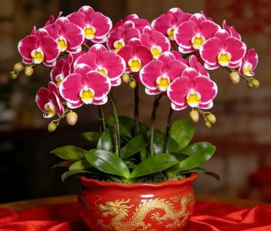 4 cây cảnh amp;#34;hút tài lộcamp;#34; được dân buôn săn lùng: Có loại như amp;#34;kho vàng miniamp;#34; - 1