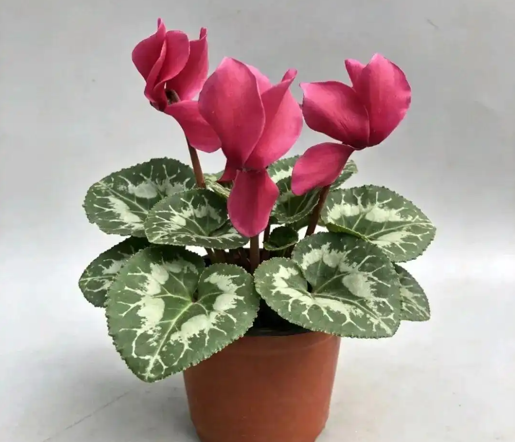 4 cây cảnh amp;#34;hút tài lộcamp;#34; được dân buôn săn lùng: Có loại như amp;#34;kho vàng miniamp;#34; - 2