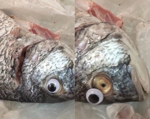 Mẹo xương máu phân biệt cá tươi và cá ươn, người bán amp;#39;cậy mồmamp;#39; cũng không nói - 1