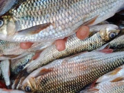 Bếp Eva - Mẹo xương máu phân biệt cá tươi và cá ươn, người bán 'cậy mồm' cũng không nói