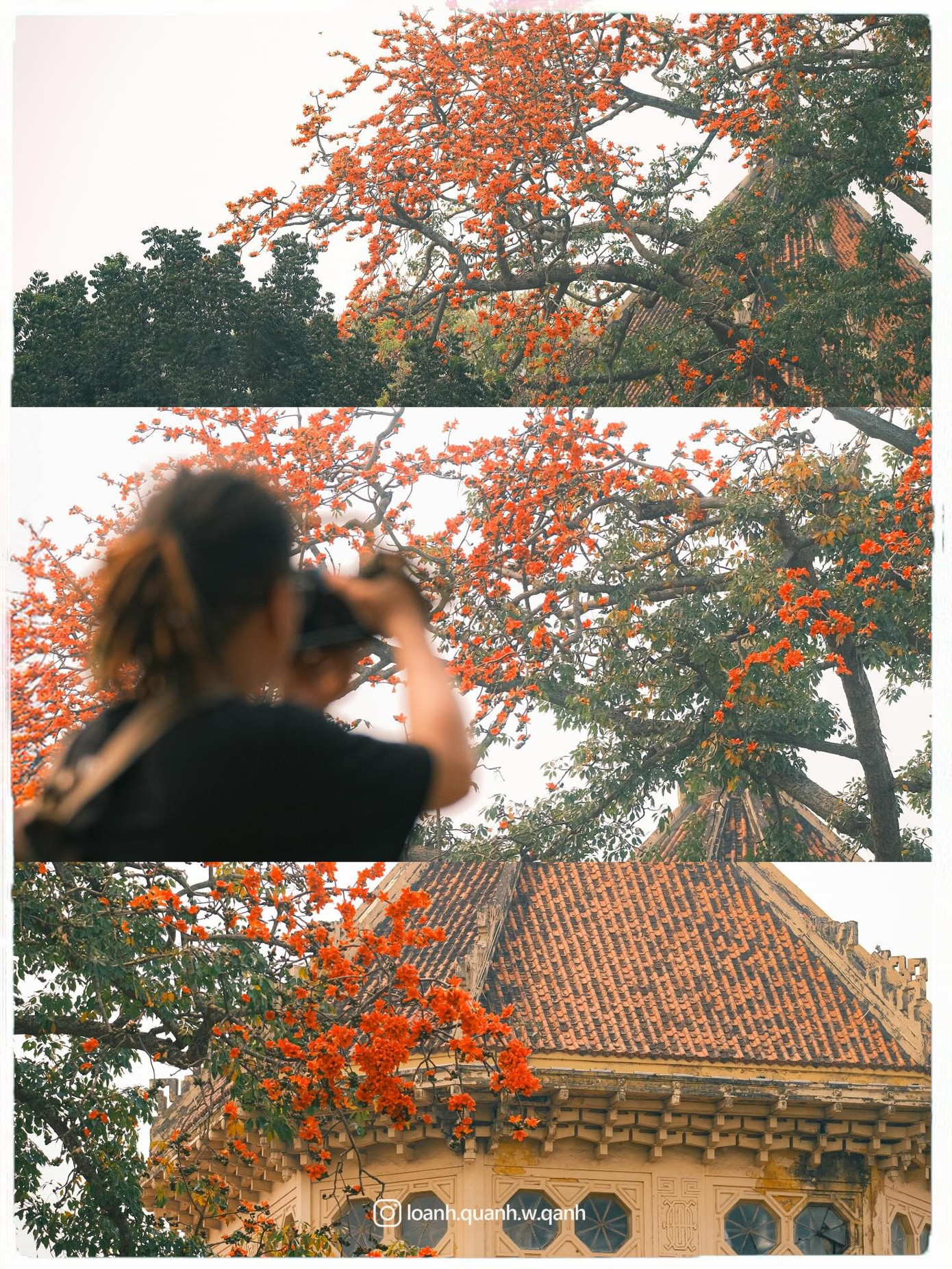 Ngắm loạt ảnh mùa cây thay lá, hiểu vì sao Hà Nội lọt top 50 thành phố đẹp nhất thế giới - 7