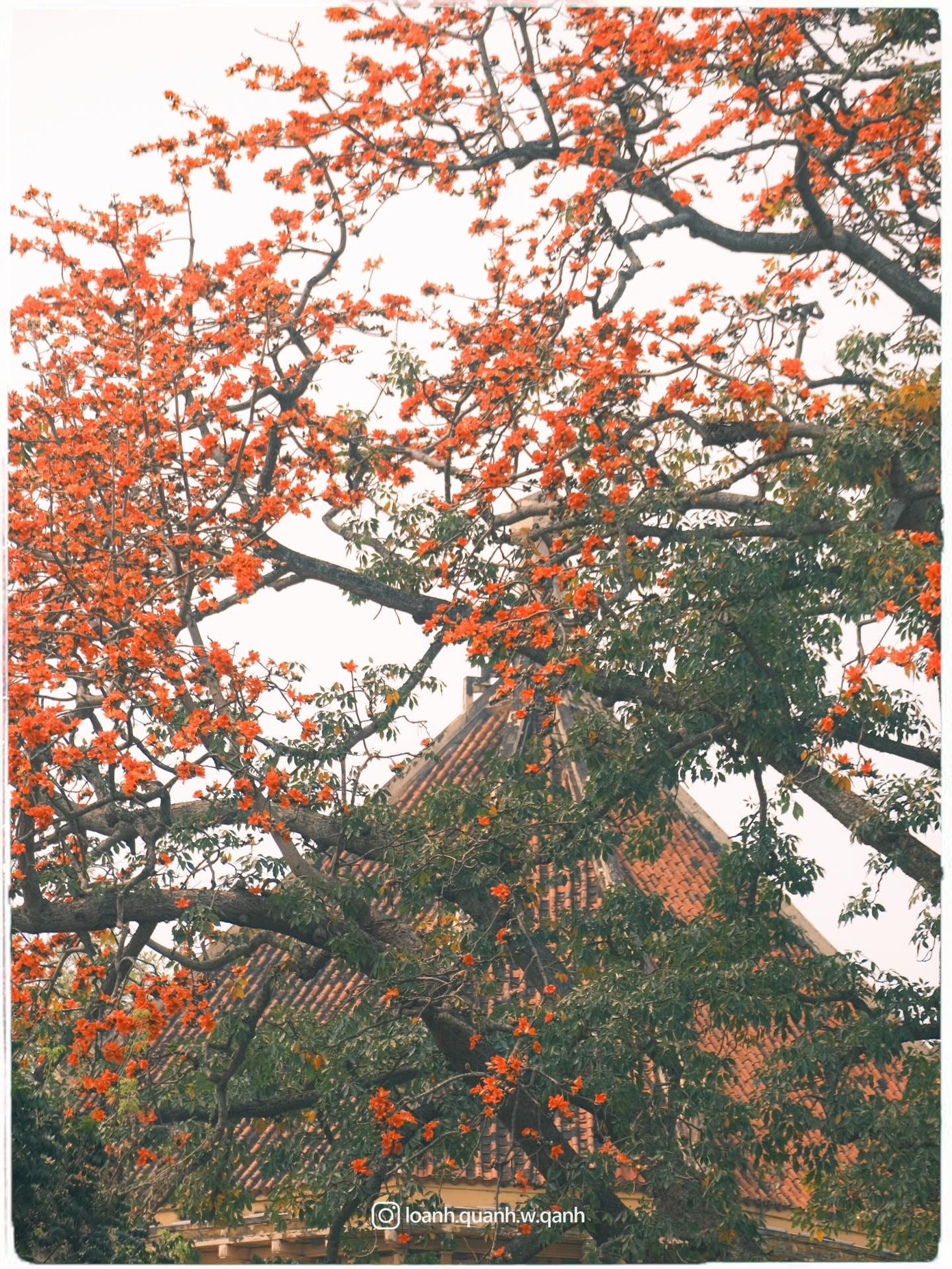 Ngắm loạt ảnh mùa cây thay lá, hiểu vì sao Hà Nội lọt top 50 thành phố đẹp nhất thế giới - 8