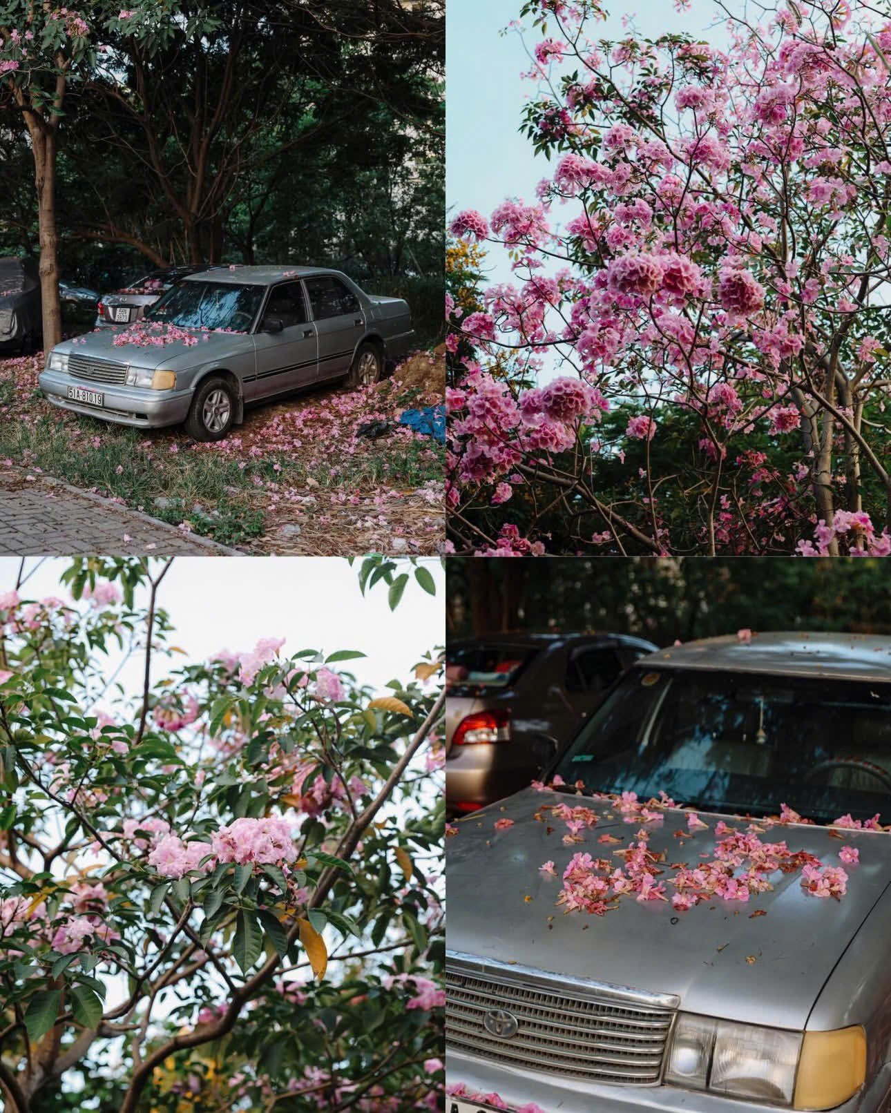 Cận cảnh vẻ đẹp mộng mơ của những cánh hoa kèn hồng đong đưa trong gió. (Ảnh: chupchoetsaigon)