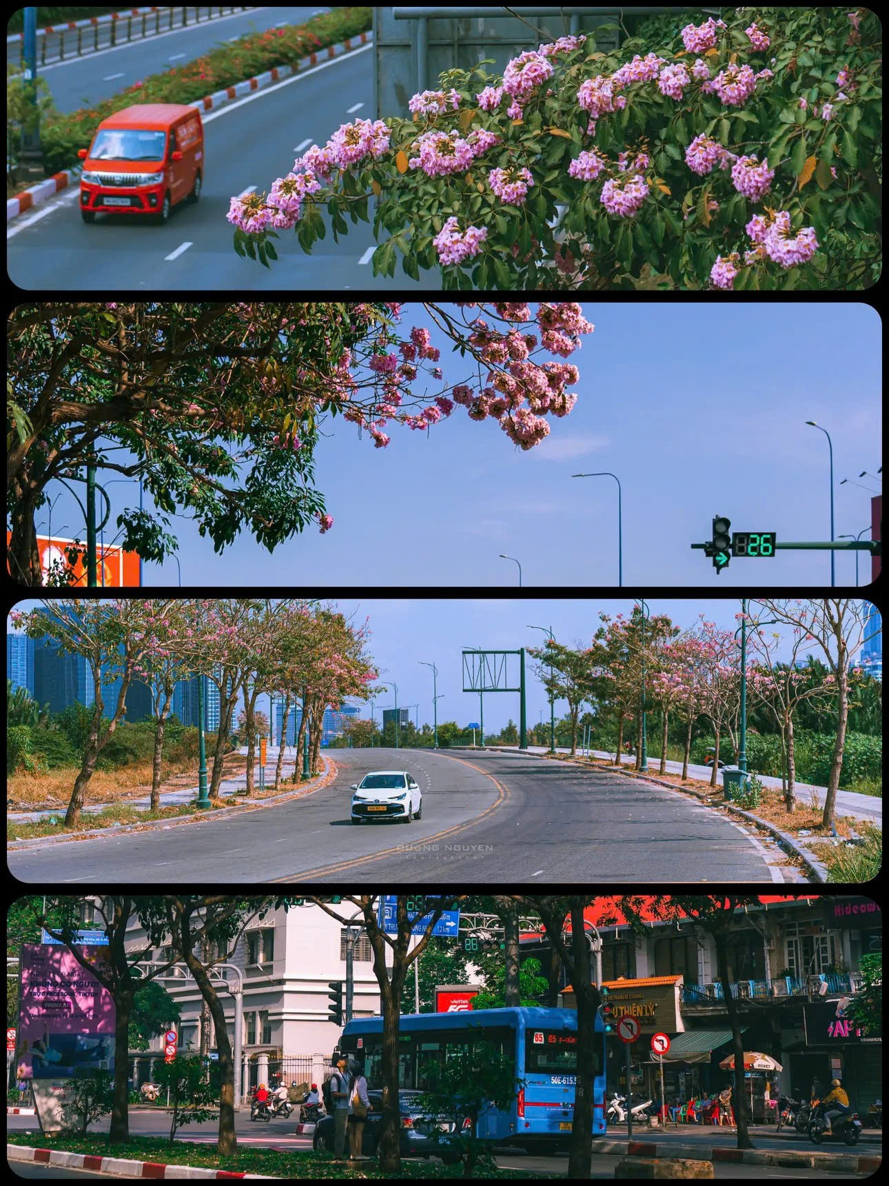 Dẫu chỉ bung nở trong vỏn vẹn vài tuần ngắn ngủi, kèn hồng vẫn đủ sức để lại dư âm ngọt ngào cho thành phố. (Ảnh: duonginsaigon)