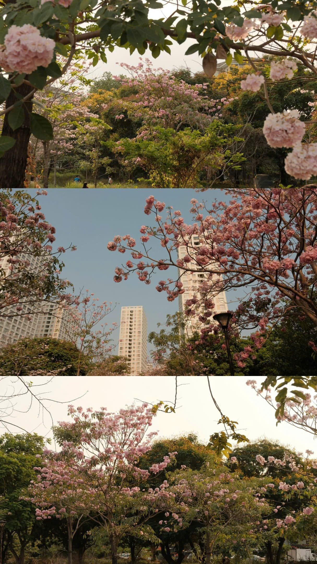 (Ảnh: sapphirewang2210)