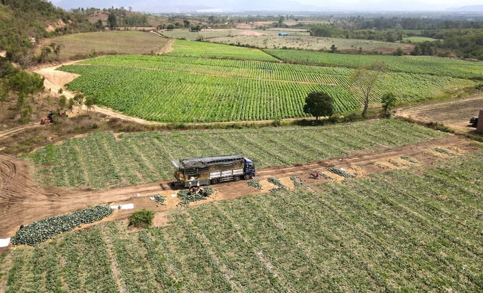 Mỗi sào dưa hấu hiện có giá từ 2 - 2,5 triệu đồng/sào