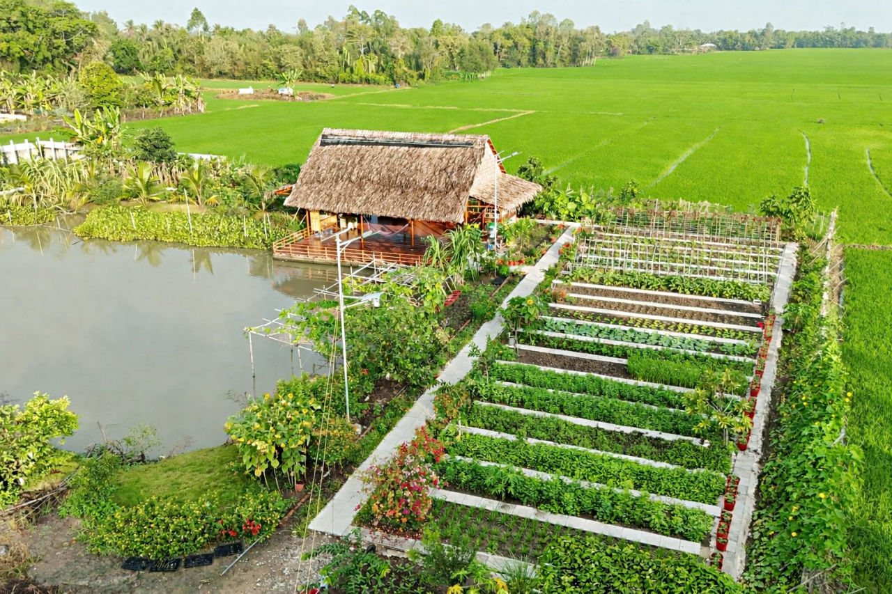 Vườn rau của vợ chồng chị Hồng được bao bọc bởi cánh đồng lúa xanh bạt ngàn. Ảnh: Nhân vật cung cấp