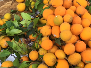 Sản vật miền Tây có múi giống mít, vị chua ngọt như măng cụt hút khách tìm mua