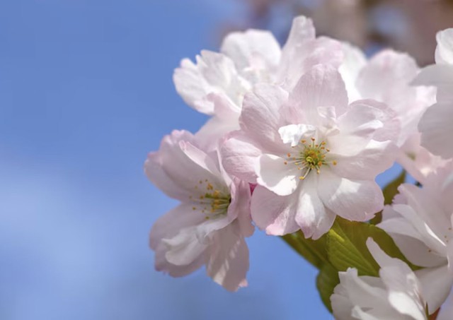 Những người sinh vào giờ Mão Âm lịch thường có tính cách năng động, nhanh nhẹn và chủ động trong mọi việc - Ảnh minh họa.