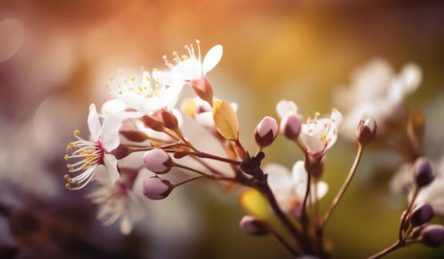 Người sinh giờ Hợi Âm lịch thường có tính cách điềm đạm, kiên nhẫn và không thích sự vội vàng - Ảnh minh họa.