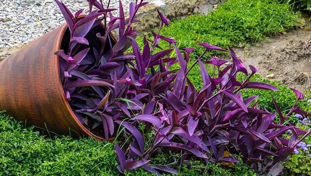Cây cảnh này cực kỳ khỏe mạnh, chịu hạn tốt