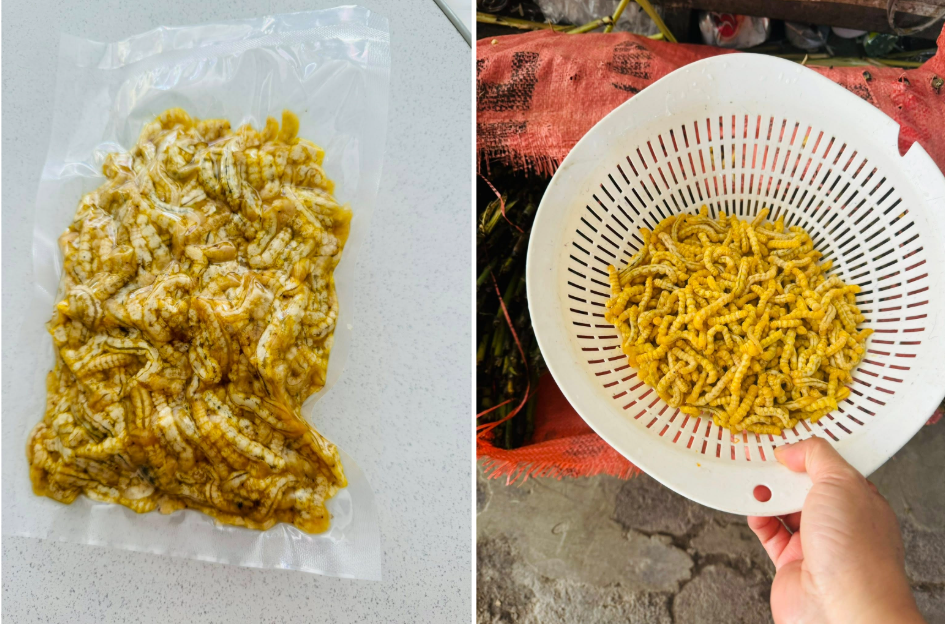 Sâu chít là ấu trùng sống ký sinh trong thân cây chít nên nhiều người dè chừng, không dám nếm thử. Ảnh: Phạm Thanh Loan