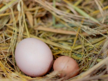 Mua trứng nên chọn quả to hay quả nhỏ? Người chăn nuôi lâu năm tiết lộ câu trả lời bất ngờ