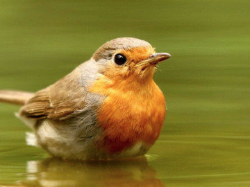 Bà bầu - 4 tháng Âm lịch sinh ra những người có khí chất hơn người, hiếm khi nghèo lâu