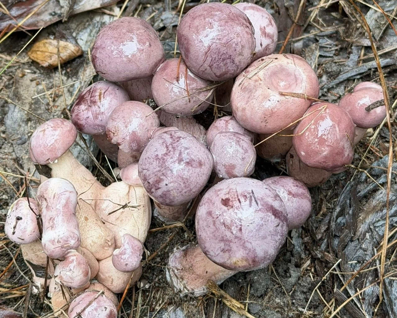 Sản vật trời ban, đổi màu thần tốc, có tiền cũng khó mua ở Phú Quốc - 1