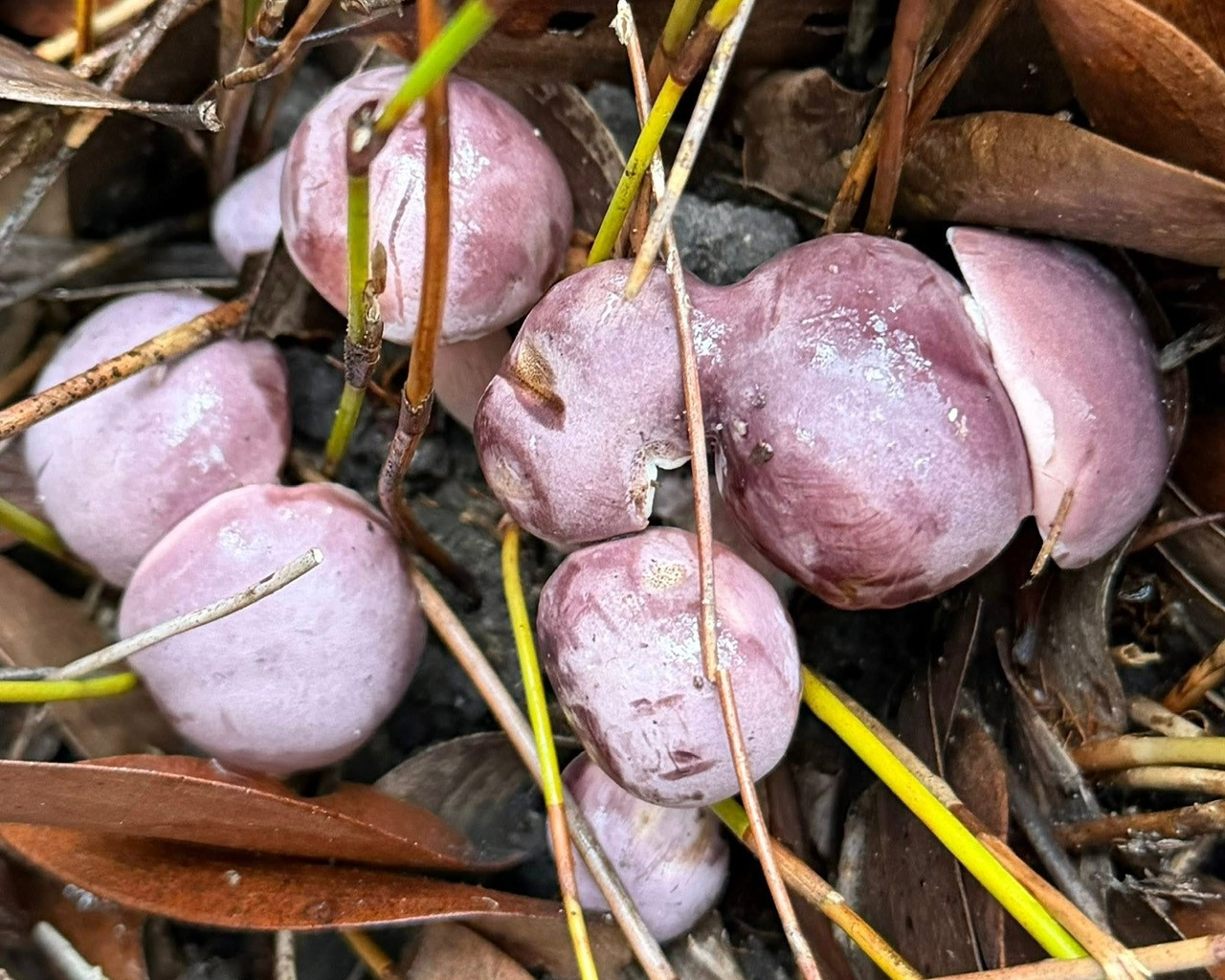 Những cụm nấm vừa mọc lúc sáng sớm, sau cơn mưa đầu mùa. Ảnh: NVCC