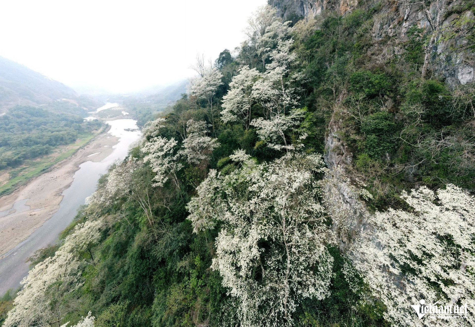 Hoa thàn mát nở trắng sườn núi Thanh Hóa, đẹp như biển mây giữa đại ngàn 21 Những cây hoa thàn mát nằm treo leo trên vách đá. Ảnh: Lê Dương
