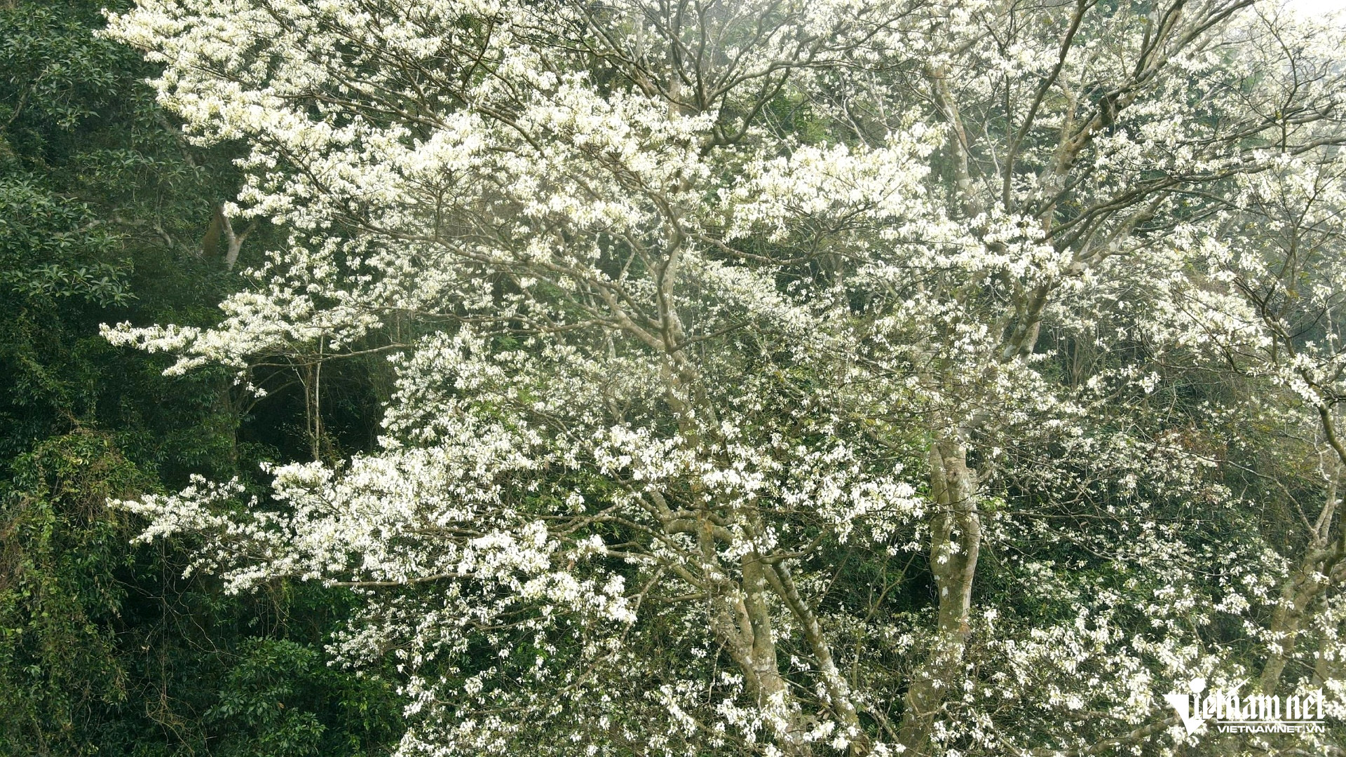 Hoa thàn mát nở trắng sườn núi Thanh Hóa, đẹp như biển mây giữa đại ngàn 23 Những cây hoa thàn mát rừng nở trắng xóa. Ảnh: Lê Dương