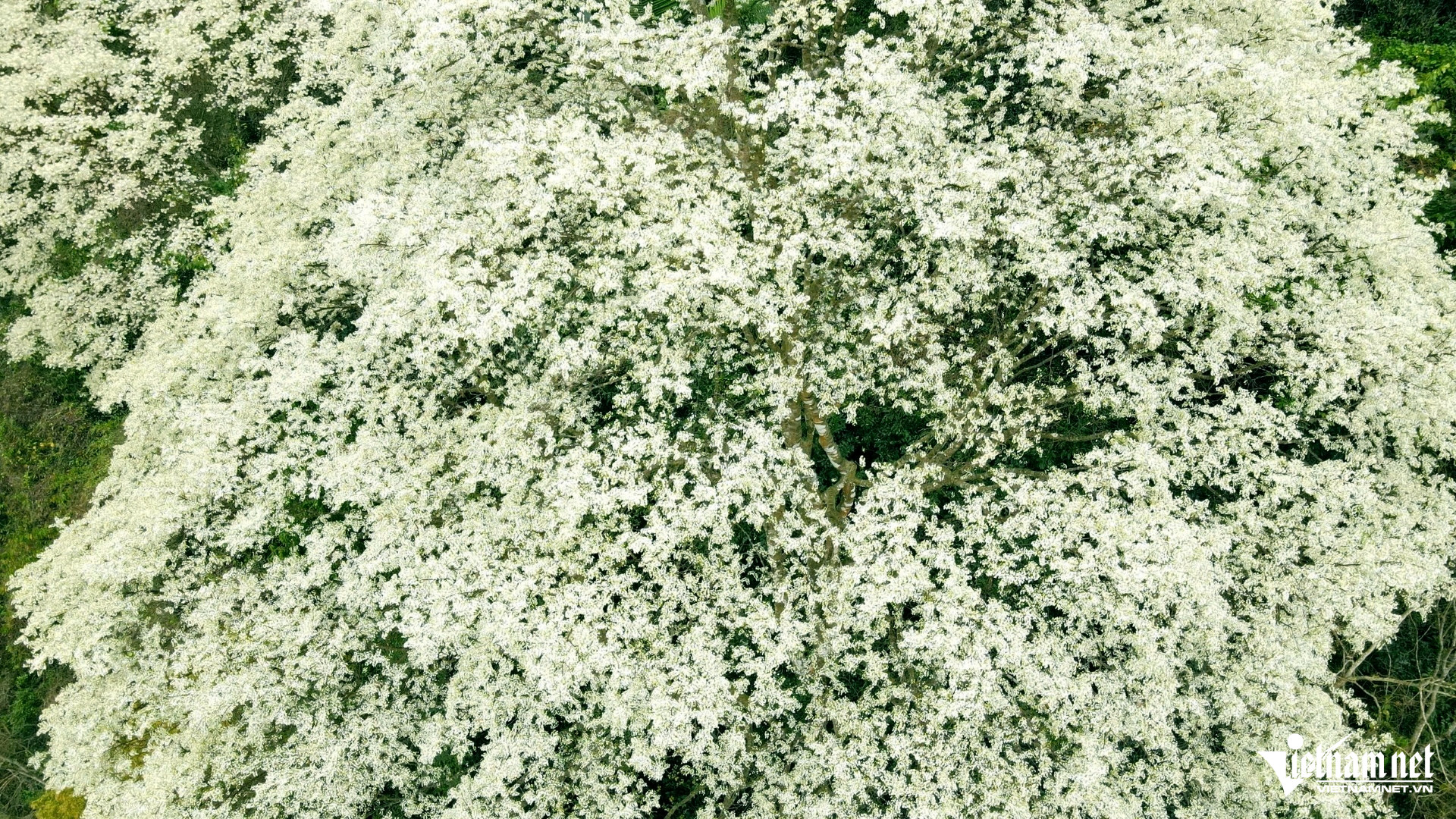 Hoa thàn mát nở trắng sườn núi Thanh Hóa, đẹp như biển mây giữa đại ngàn 24 Vào mùa nở rộ, hoa kết thành từng chùm dày đặc. Ảnh: Lê Dương