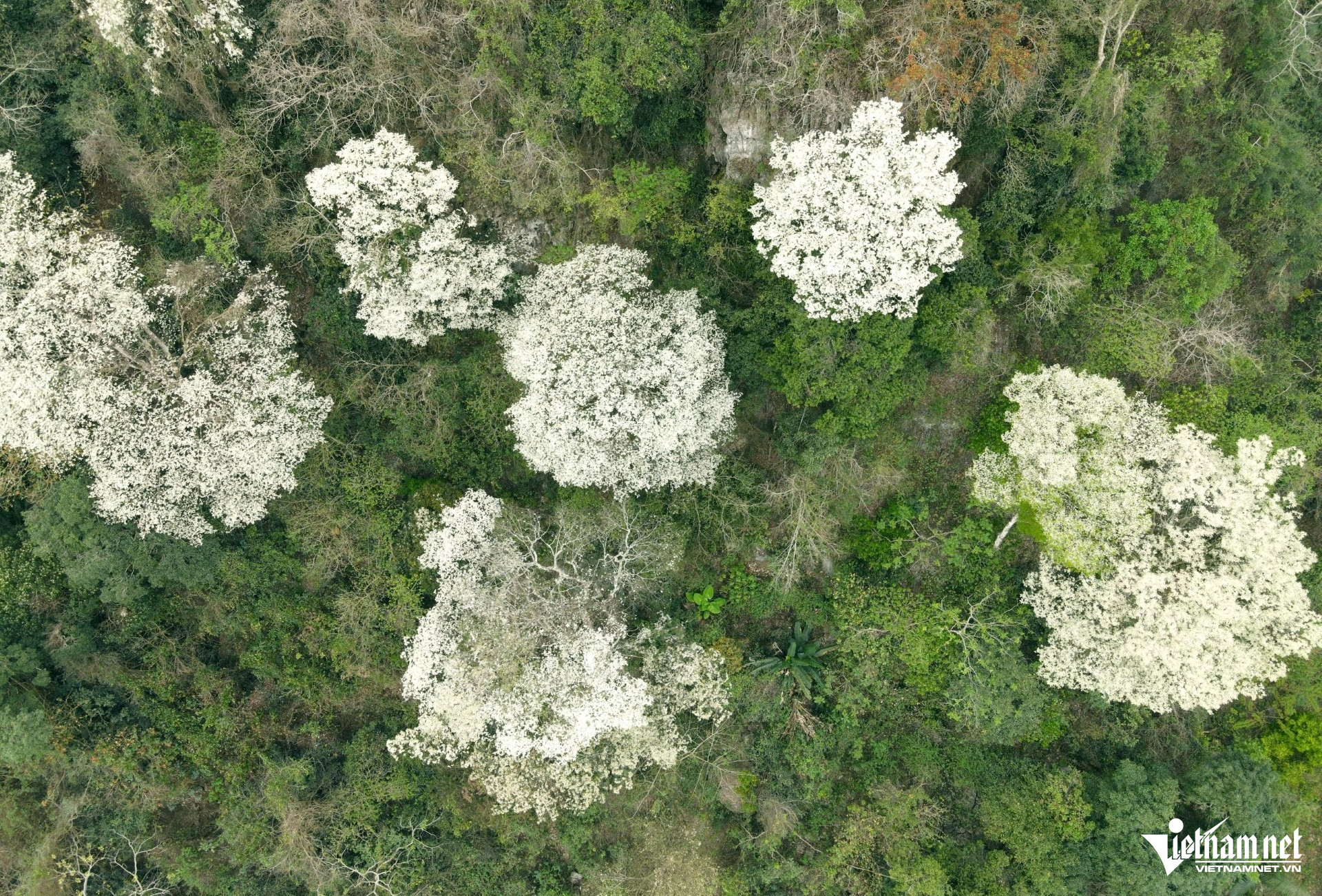 Hoa thàn mát nở trắng sườn núi Thanh Hóa, đẹp như biển mây giữa đại ngàn 25 Cánh nhỏ màu trắng ngà, tạo nên vẻ đẹp rất riêng của núi rừng. Ảnh: Lê Dương