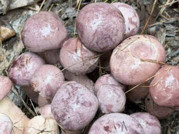 Sản vật trời ban, đổi màu thần tốc, có tiền cũng khó mua ở Phú Quốc