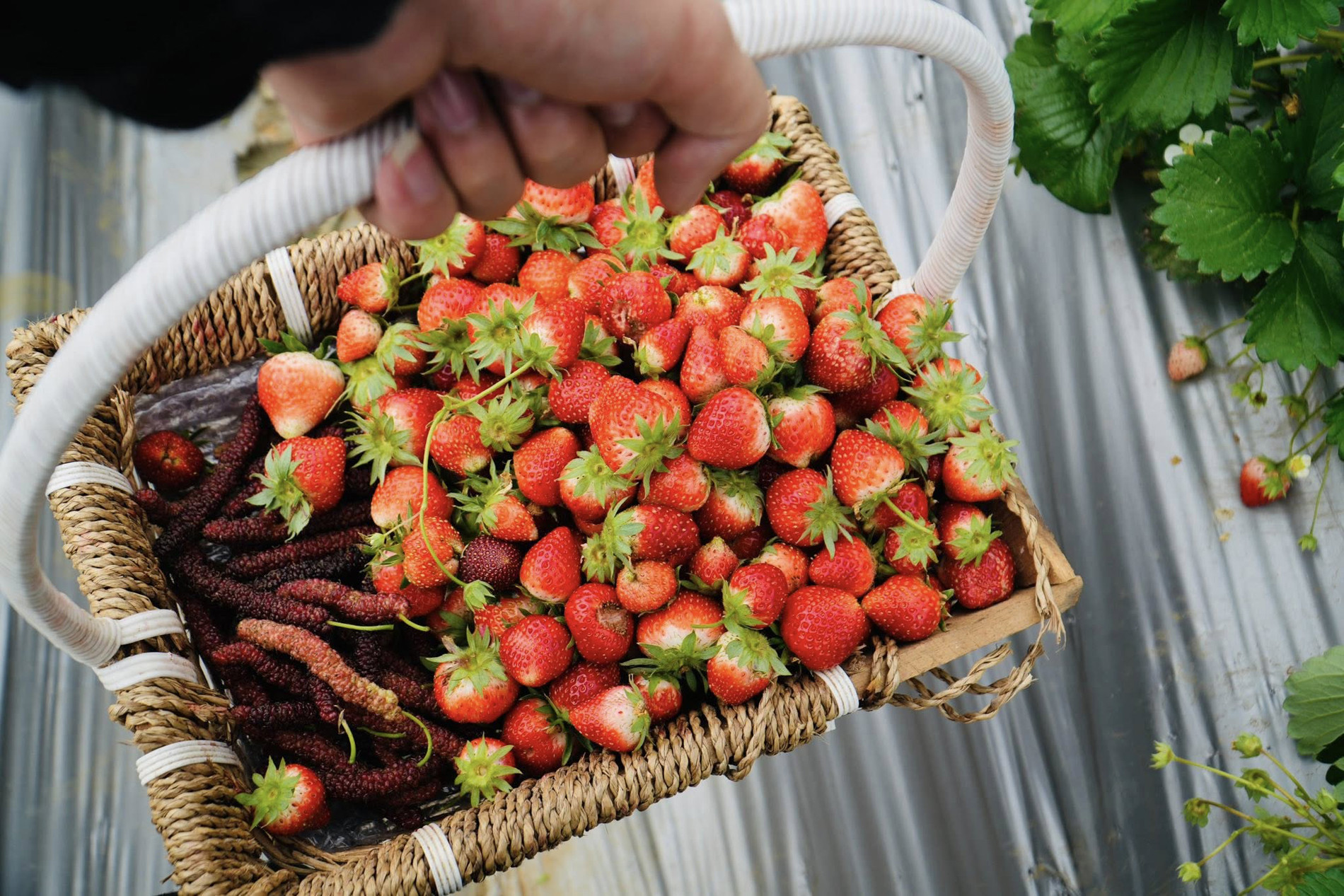 Bản làng xanh mát cách Hà Nội 250km, khách vượt xa đến hái rau, tự nấu cơm - 9