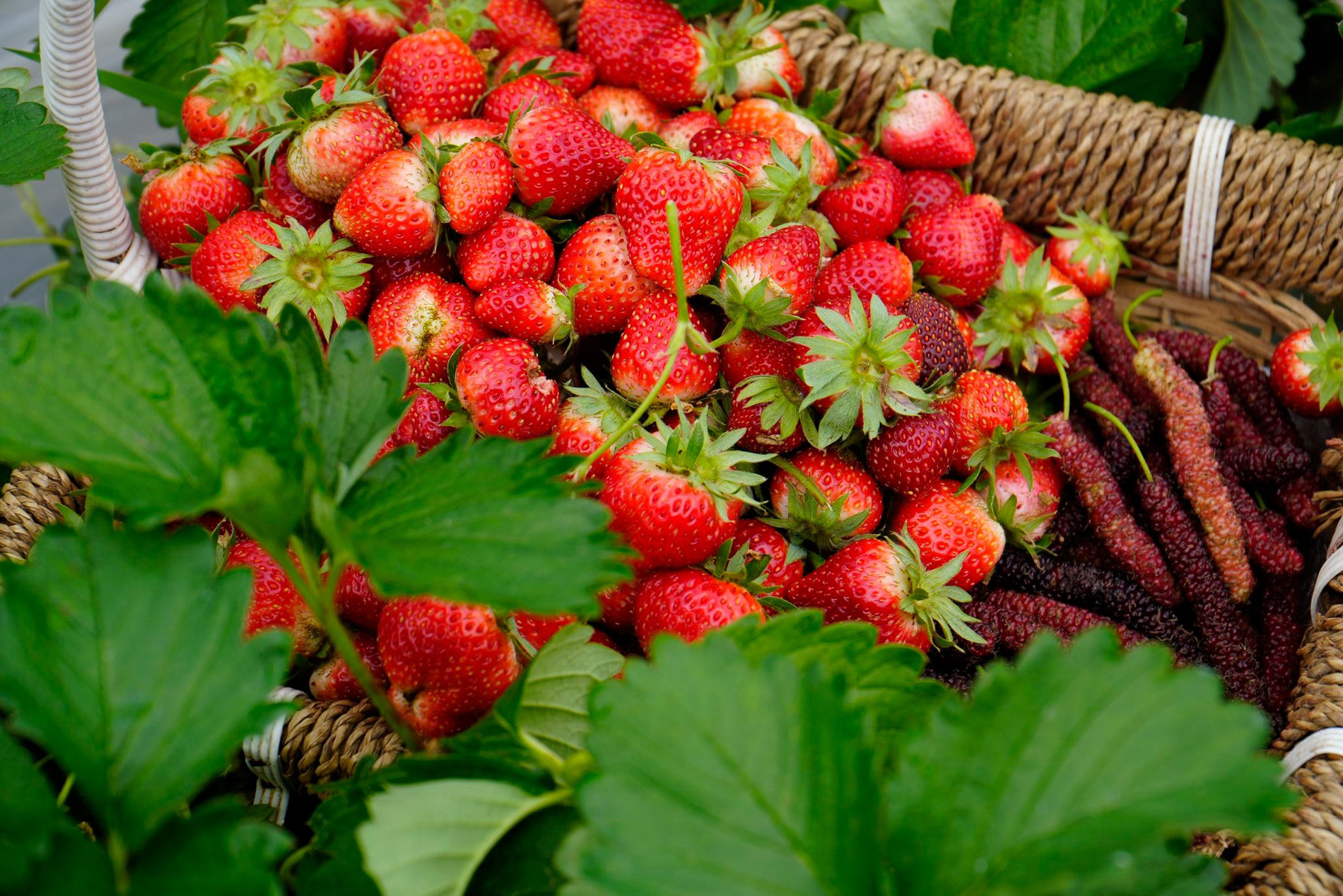 Khách tự hái dâu, thưởng thức quả ngọt ngay tại vườn