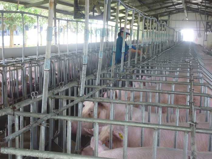 Giá heo hơi phía Bắc tăng mạnh