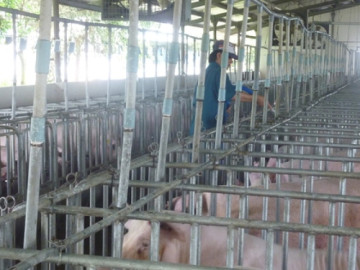 Giá heo hơi hôm nay, 19-3: Đột ngột tăng mạnh ở nhiều vùng miền