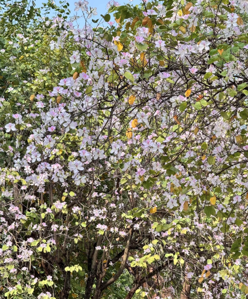 Hoa ban phảng phất sắc tím tạo nên vẻ đẹp nhẹ nhàng, nên thơ (Ảnh: Sưu tầm)