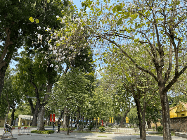 Cây hoa ban đường Hoàng Diệu, Bắc Sơn (Ảnh: Lệ Quyên)