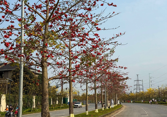 Dàn hoa gạo rực đỏ tại cung đường nhỏ khu đô thị Park City (Ảnh: Phương Thảo)