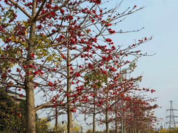 Tháng 3, Hà nội rực rỡ với muôn sắc hoa, nhiều người thích thú tranh thủ check-in