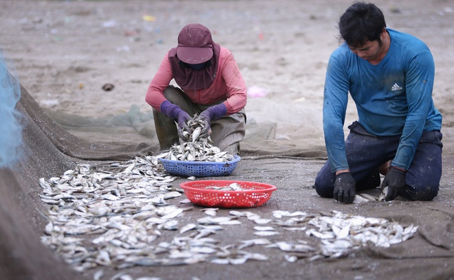 Thuyền vừa cập bến, các thành viên trong gia đình nhanh tay gỡ cá khỏi những tấm lưới, phân loại ngay tại bến để kịp bán cho thương lái.