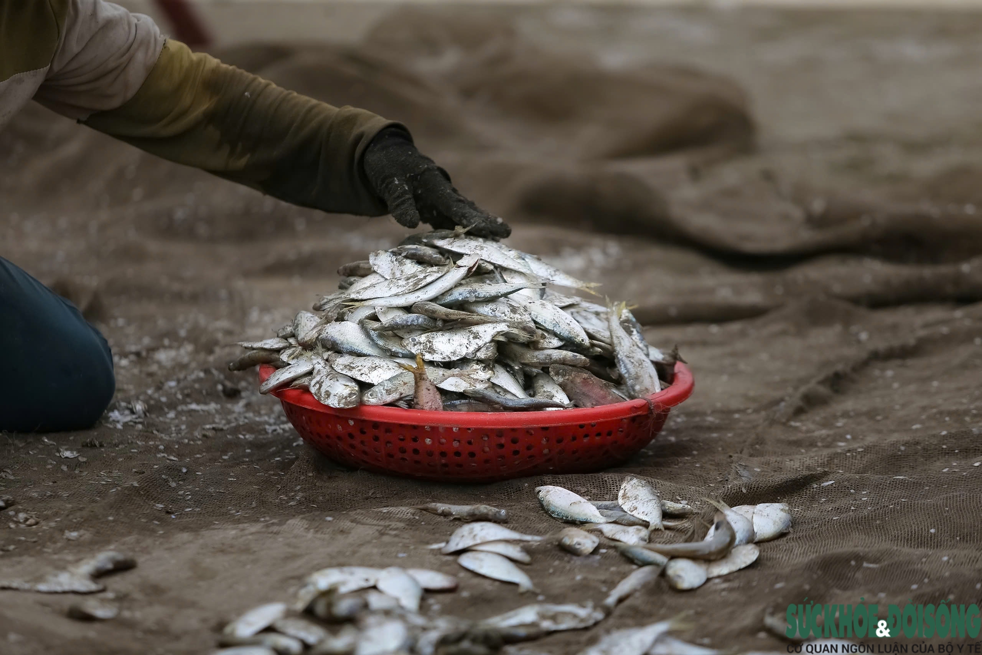 Những mẻ cá tươi rói vừa được đánh bắt, gần như không cần ướp đá vẫn giữ nguyên độ tươi ngon.