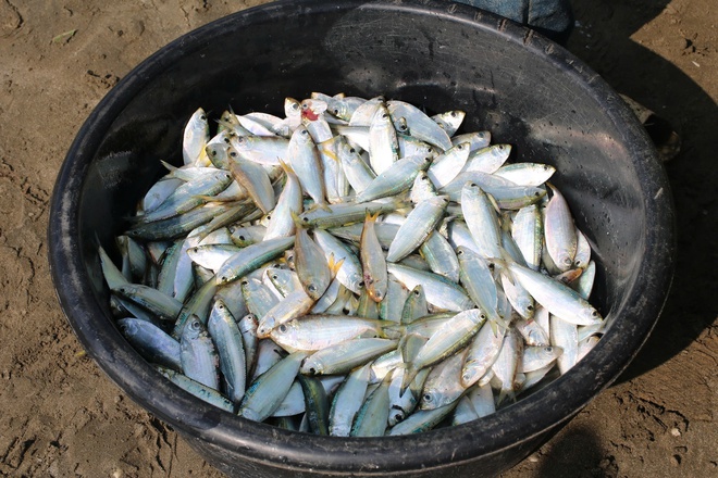 img src/upload/1-2026/images/2026-03-21/1774067249-ngu-dan-trung-dam-moi-ngay-nho-loai-ca-giau-dam10-9664-width660height440.jpg width660 /