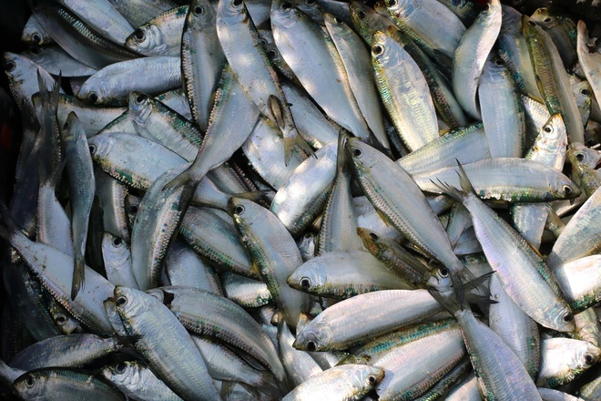 Ngư dân trúng đậm mỗi ngày nhờ loài cá giàu đạm - 11