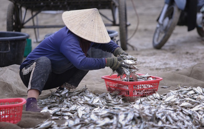 Cá trích tươi xanh, giàu giá trị dinh dưỡng.