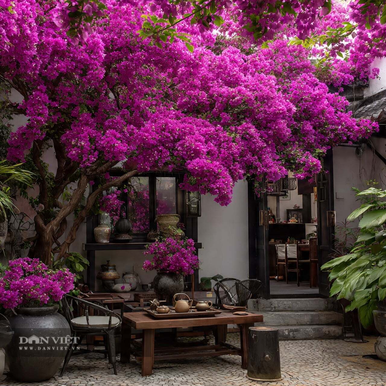 Để khuyến khích cây cảnh ra hoa nhiều, hãy đảm bảo cây hoa giấy của bạn được bón đủ phân bón gốc!