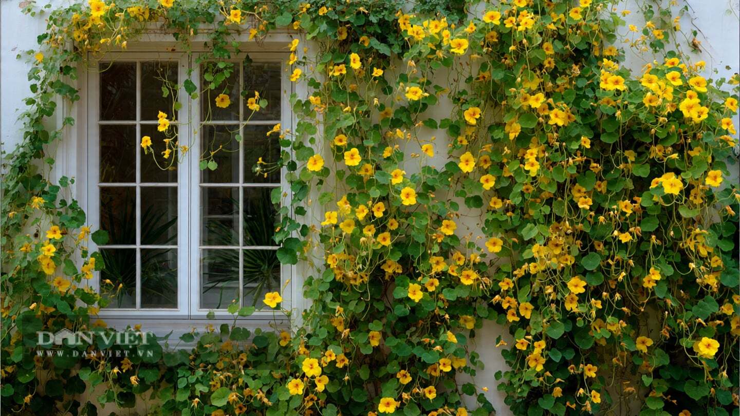 Với hơn 4 giờ nắng mỗi ngày, cây cảnh sẽ sớm nở hoa thành chùm