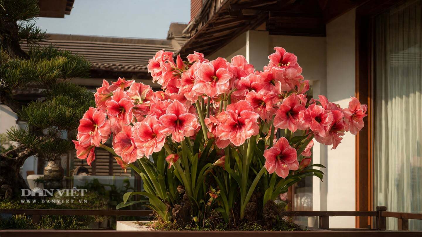 Bạn đừng vội thay chậu cho những cây cảnh lan huệ chưa nở hoa.
