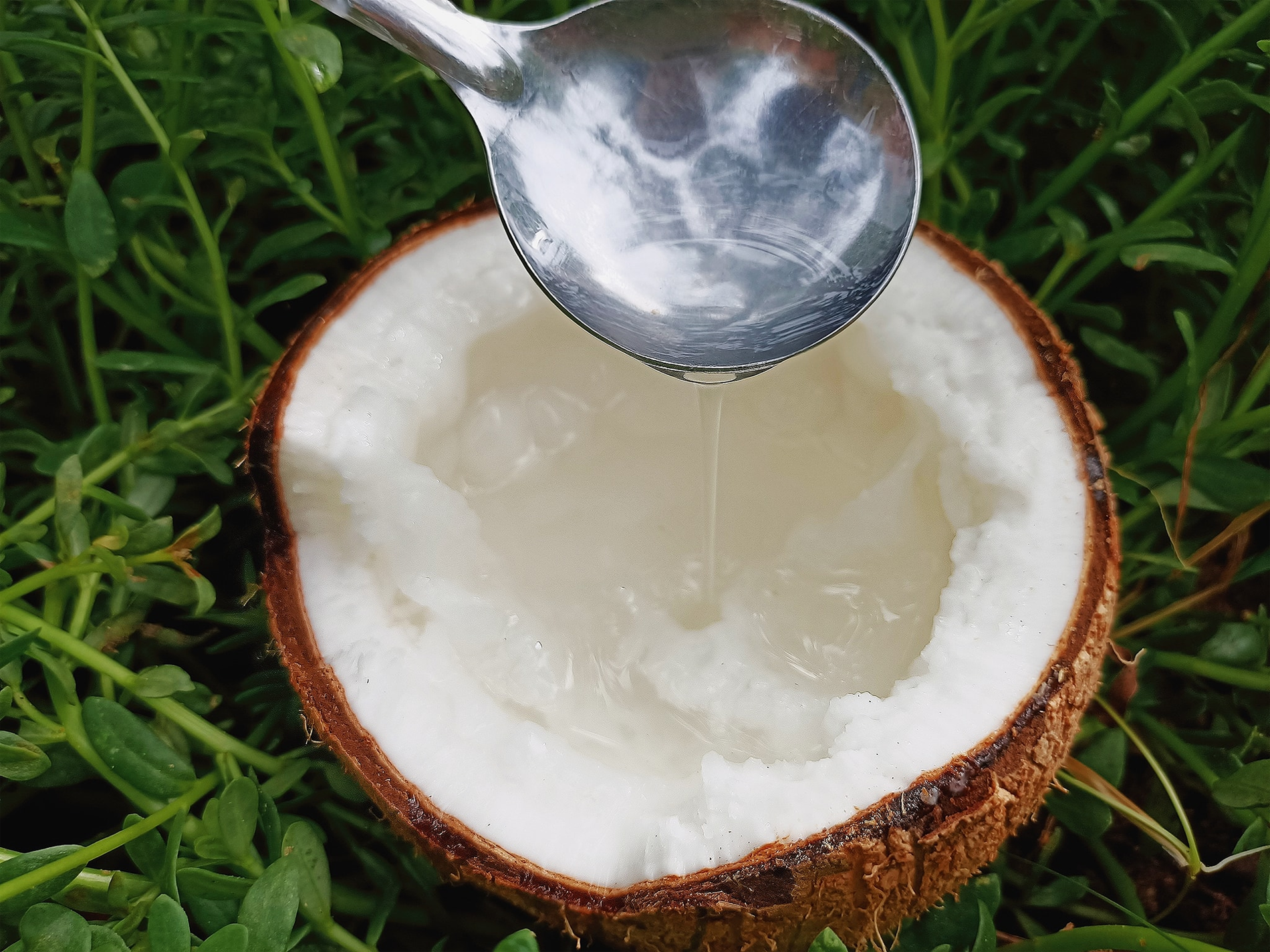 Mỗi năm, mỗi cây dừa sáp chỉ cho vài chục quả. Trong số này chỉ có khoảng 1/3 quả có sáp, còn lại là dừa thường. Ảnh: Phương Điền Viên